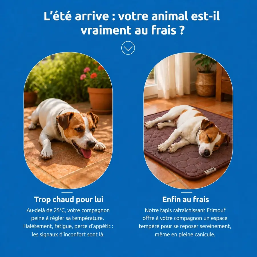 Chien haletant à l'ombre pendant une journée de canicule, illustration du besoin de fraîcheur en été
